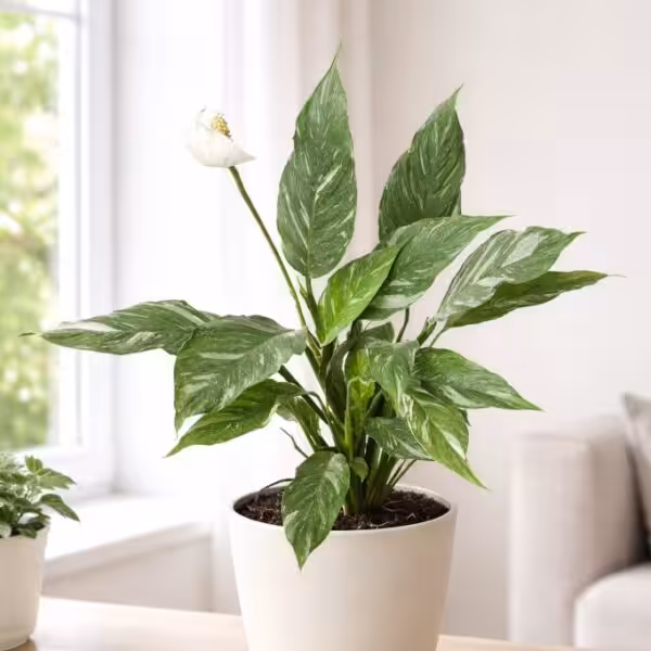 Spathiphyllum Domino Variegated Peace Lily1