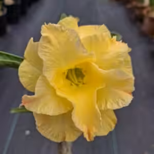 Grafted Adenium Double Petal UGR 165 Plant