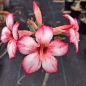 Grafted Adenium Single Petal UGS 93 Plant