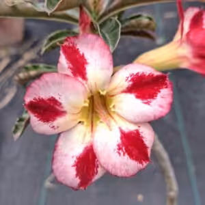 Grafted Adenium Single Petal UGS 19 Plant