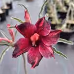 Grafted Adenium Single Petal UGS 75