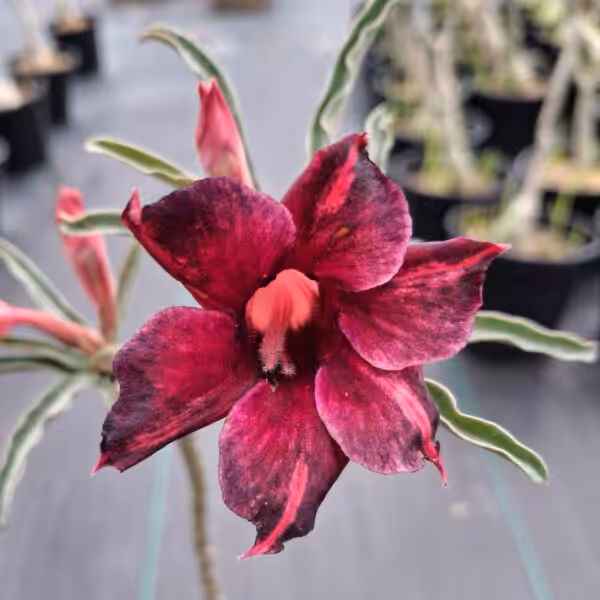 Grafted adenium single petal UGS75 01
