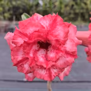 Grafted Adenium Triple Petal UGR 23 Plant