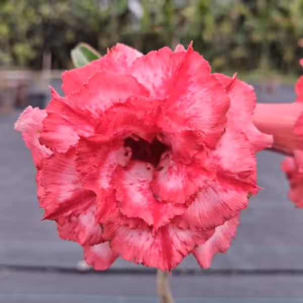Grafted adenium triple petal UGR 23 01