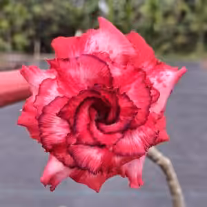 Grafted Adenium Triple Petal UGR 28 Plant