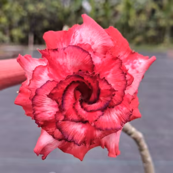 Grafted adenium triple petal UGR 28 01