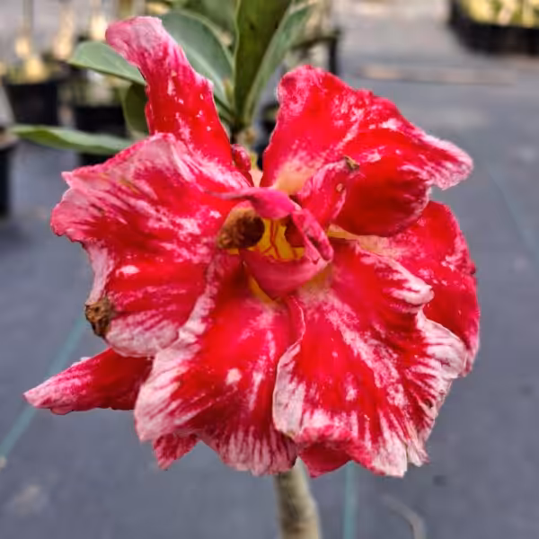 Grafted Adenium Double Petal UGR 36