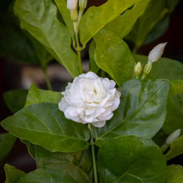 Mogra Beli 'Jasminum Sambac' Plant