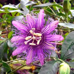 Purple Passion Flower 'Passiflora Incarnata'