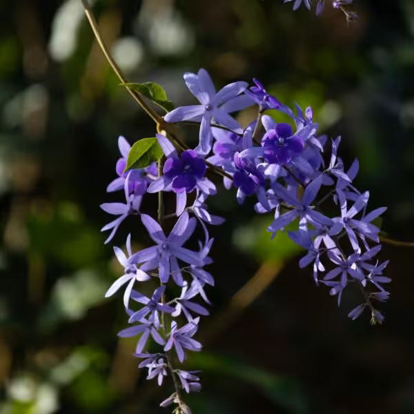 Sandpaper Vine 'Petrea Volubilis' unboxgreen 001