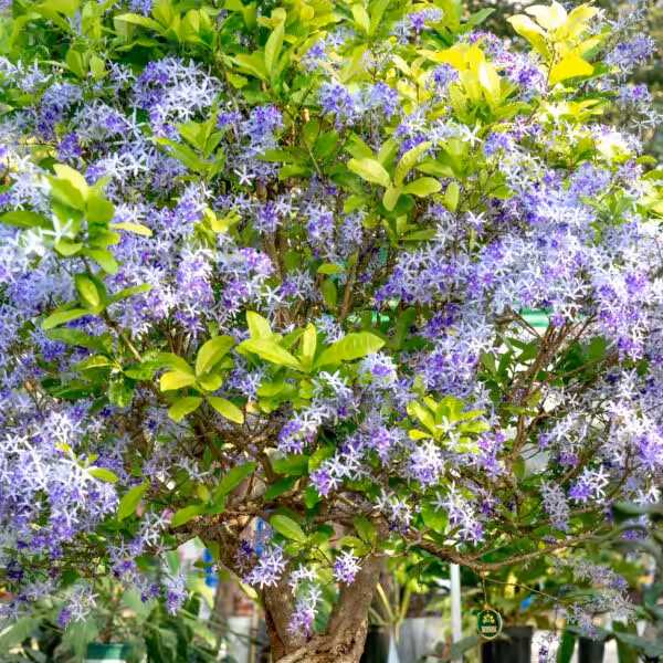 Sandpaper Vine 'Petrea Volubilis' unboxgreen 003