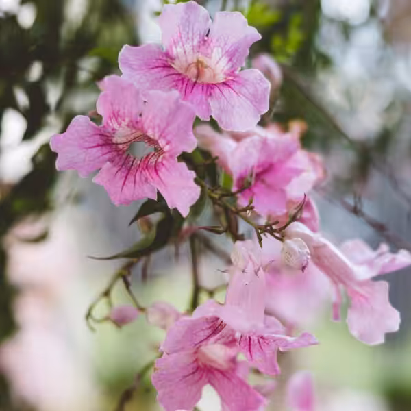 Tecoma Pink Bells Plant aa