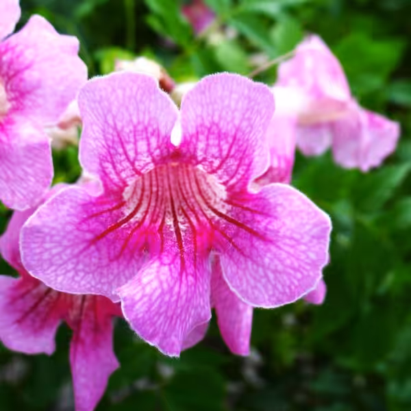 Tecoma Pink Bells Plant cc