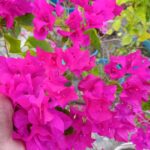 Blue Zakirana Bougainvillea Plant