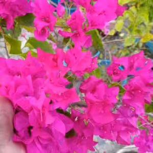 Blue Zakirana Bougainvillea Plant