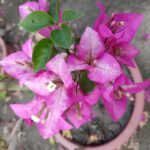 Bougainvillea Chitra Plant