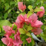 Bougainvillea Jakirana Orange