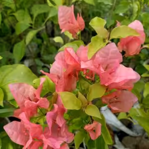 Bougainvillea Jakirana Orange