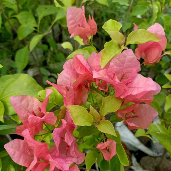 Bougainvillea Jakirana Orange