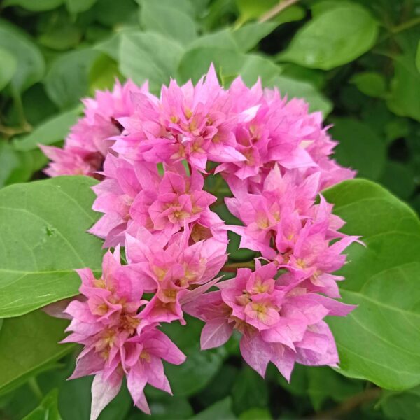 Bougainvillea Mahara Pink