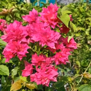 Bougainvillea Mahara Red