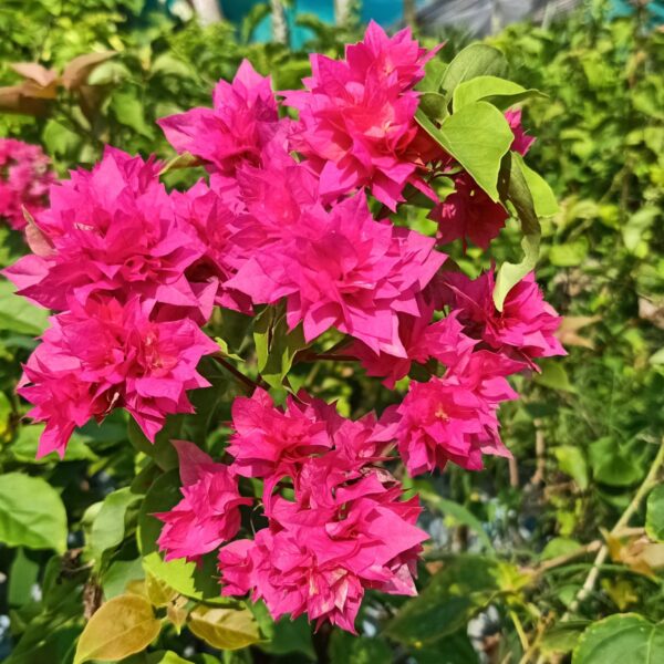 Bougainvillea Mahara Red