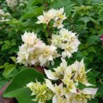 Bougainvillea Mahara White