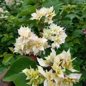 Bougainvillea Mahara White