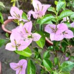 Bougainvillea Formosa Plant