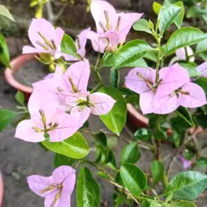 Bougainvillea Formosa Plant
