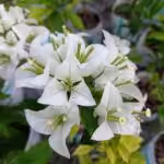 Bougainvillea Glabra Snow White Plant