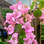 Bougainvillea Ice Pink