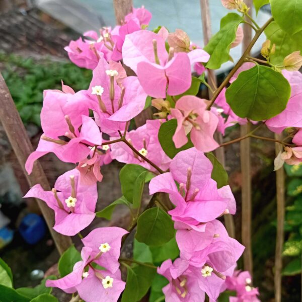 Unboxgreen Bougainvillea Ice Pink