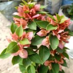 Bougainvillea Jewel Peach