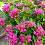 Bougainvillea Jewel Pink