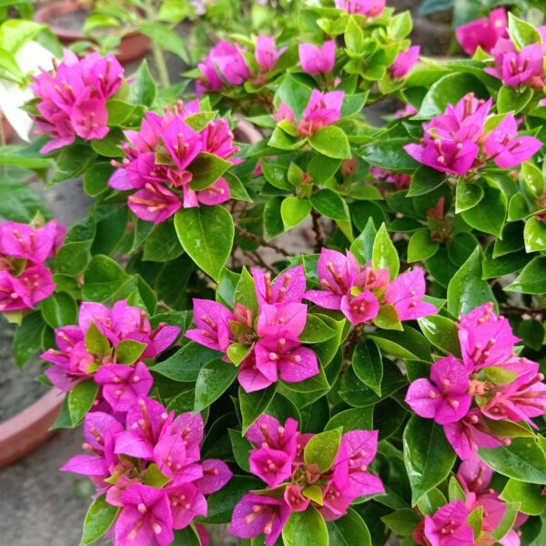 Unboxgreen Bougainvillea Jewel Pink