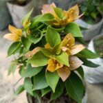 Bougainvillea Jewel Yellow