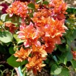 Bougainvillea Mahara Orange