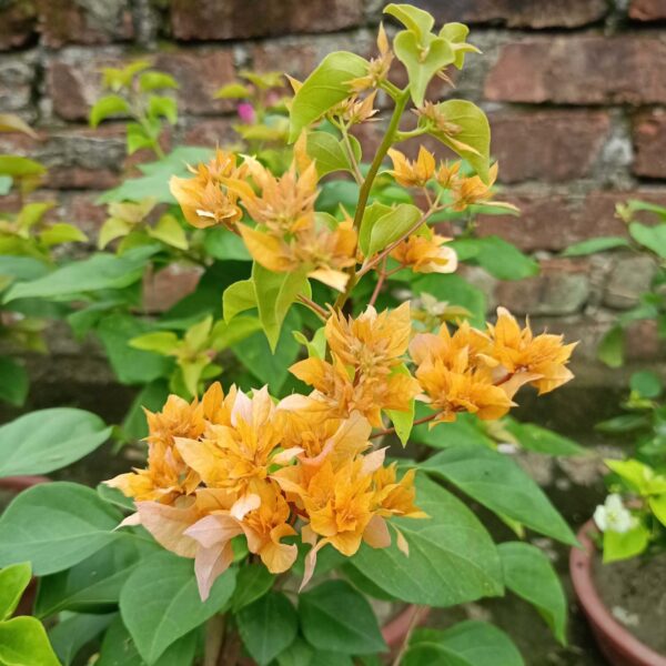 Unboxgreen Bougainvillea Mahara Yellow