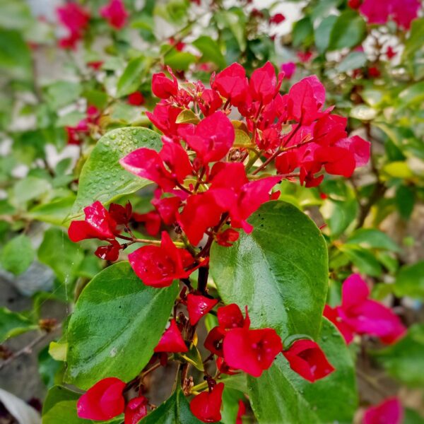 Unboxgreen Bougainvillea Meera Plant