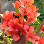 Bougainvillea Orange King