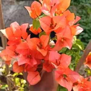 Bougainvillea Orange King