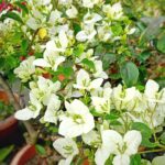 Bougainvillea Subhra Plant
