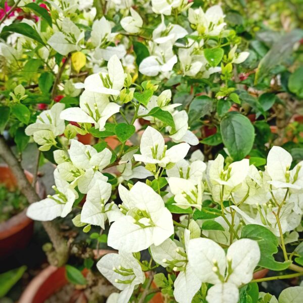 Unboxgreen Bougainvillea Subhra Plant