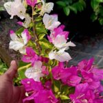 Bougainvillea Thimma Plant
