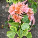 Bougainvillea Variegated Alok