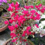 Dr. Rao Bougainvillea Plant