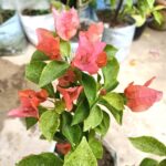 Bougainvillea Jakirana Orange Variegated