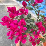 Monalisa Red Bougainvillea Plant