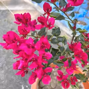 Monalisa Red Bougainvillea Plant